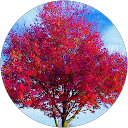 Laetitia profile picture