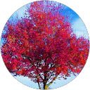 Laetitia profile picture